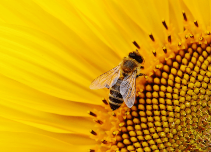 Foto de una abeja en el interior de una especie de margarita amarilla