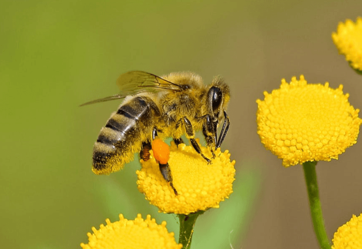 Imagen de una abeja encima de una flor amarilla polinizándola