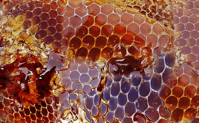 Imagen de miel en el propio panal de abejas