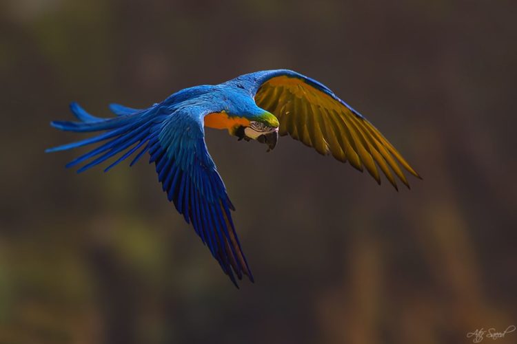 Foto de una especie de loro de color azul muy bonito que está volando