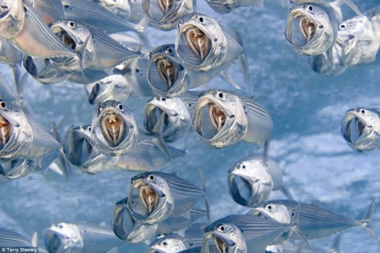 Foto submarina donde aparecen muchos peces pequeños con la boca abierta mientras nadan.