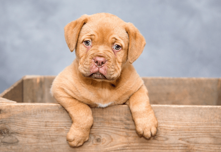 Foto de un cachorro de Dogo de Burdeos dentro de una caja de madera